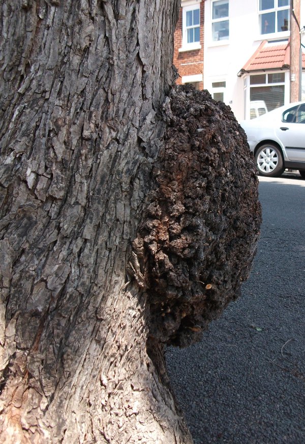 English Elm