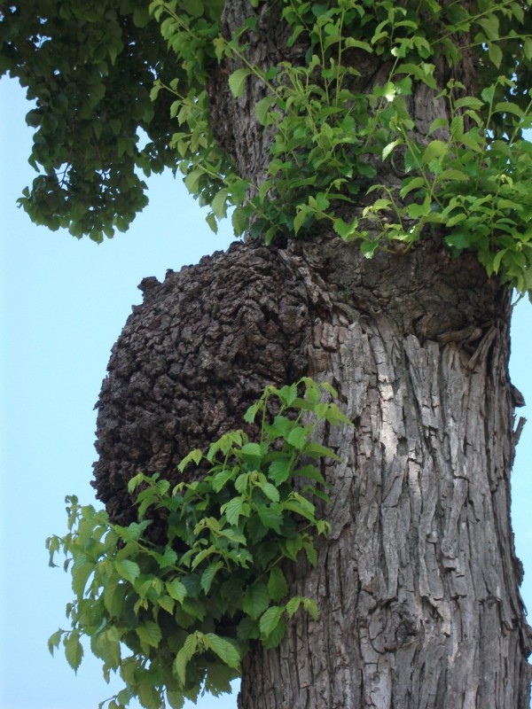 English Tree