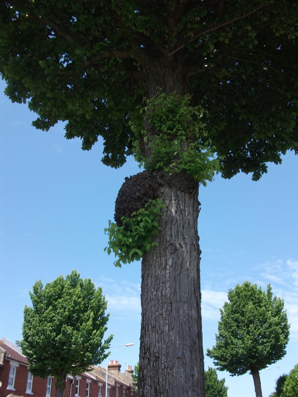 English Elm