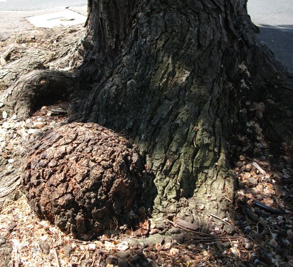 English Elm Tree