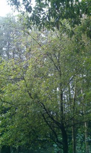 Apple Tree Guerrilla planting