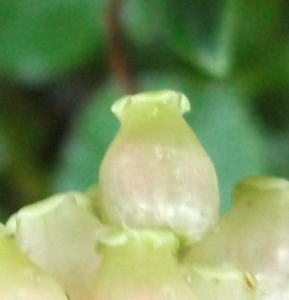 Arbutus flower