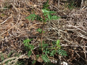 Rowan - Guerrilla planting Rowan 3 years old
