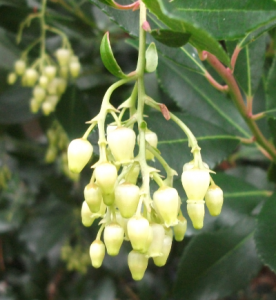 strawberry_tree_flowers