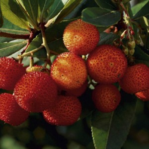 strawberry_tree_fruit