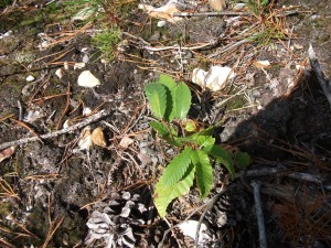 Sweet Chestnut - Guerrilla planting Sweet Chestnut 3 years old